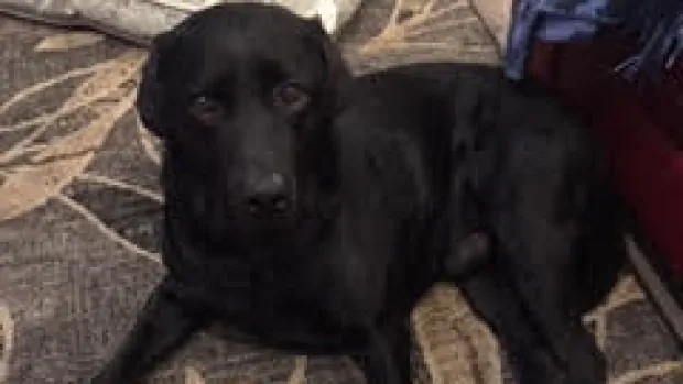 dog-owner-calls-leghold-traps-inhumane-after-his-labrador-injured-in-bc-forest.jpg